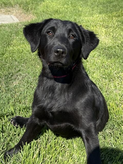 SADIE