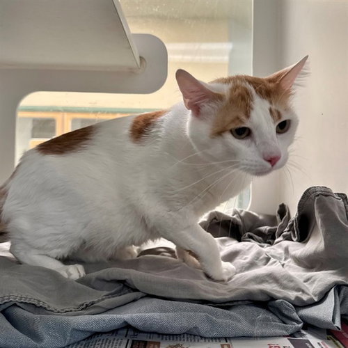 PEBBLES, Adult Domestic Short Hair (medium coat), cat for adoption in Azusa, California