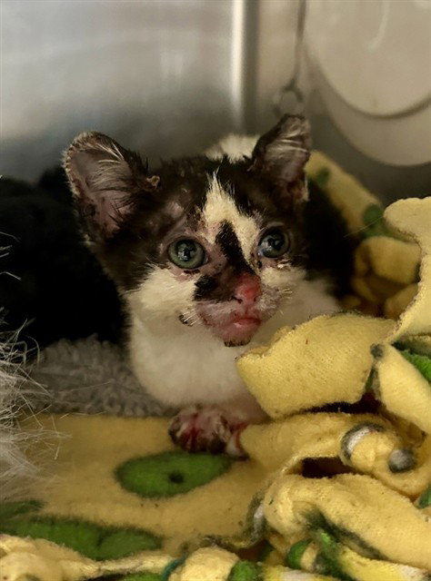 LAVA, Baby Domestic Short Hair (medium coat), cat for adoption in Beaumont, California