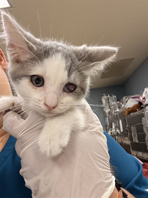 TINMAN, Baby Domestic Short Hair (medium coat), cat for adoption in Diamond Bar, California