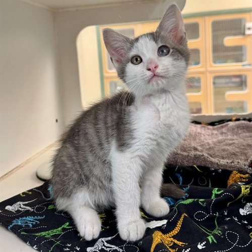 TINMAN, Baby Domestic Short Hair (medium coat), cat for adoption in Beaumont, California