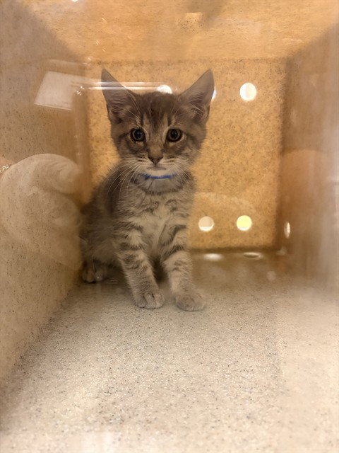 WIZARD, Baby Domestic Short Hair (medium coat), cat for adoption in Diamond Bar, California
