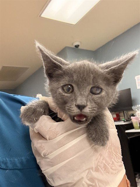 MUNCHKIN, Baby Domestic Short Hair (medium coat), cat for adoption in Diamond Bar, California