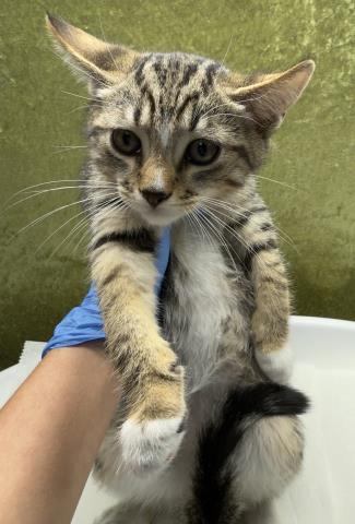 BUB