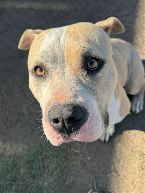 TYSON
