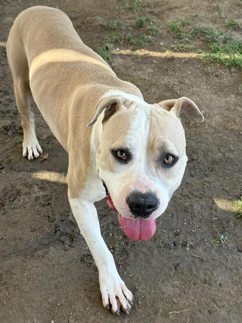 TYSON