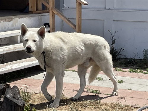 DAKOTA