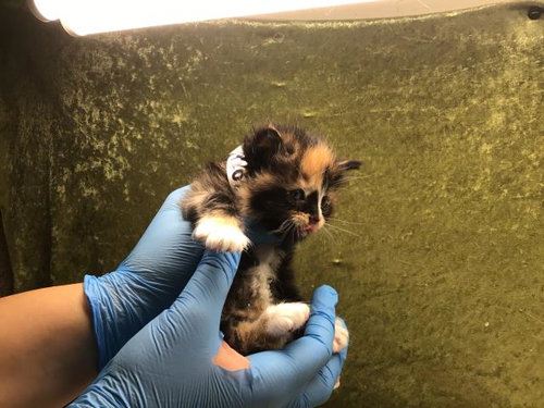 MINA, Baby Domestic Short Hair (medium coat), cat for adoption in Highland, California