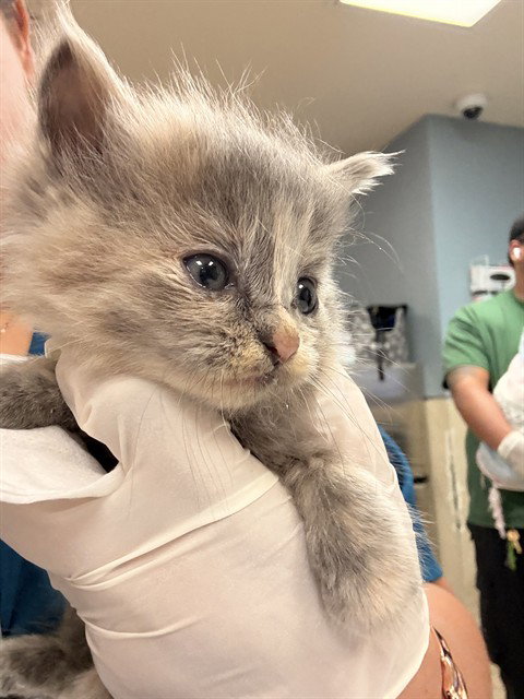 SABRINA, Baby Domestic Short Hair (medium coat), cat for adoption in Diamond Bar, California
