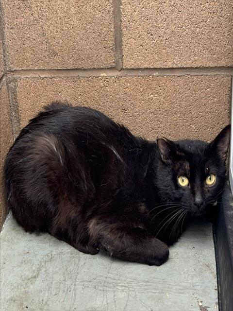 ECLIPSE, Adult Domestic Short Hair (medium coat), cat for adoption in Beaumont, California