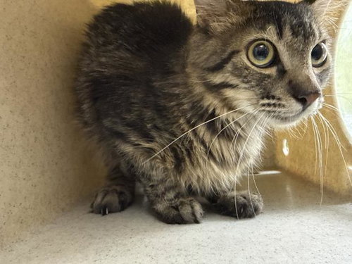 FUZZBALL, Young Domestic Short Hair (medium coat), cat for adoption in Diamond Bar, California