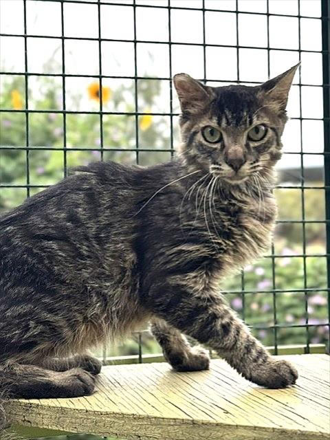 FUZZBALL, Young Domestic Short Hair (medium coat), cat for adoption in Beaumont, California