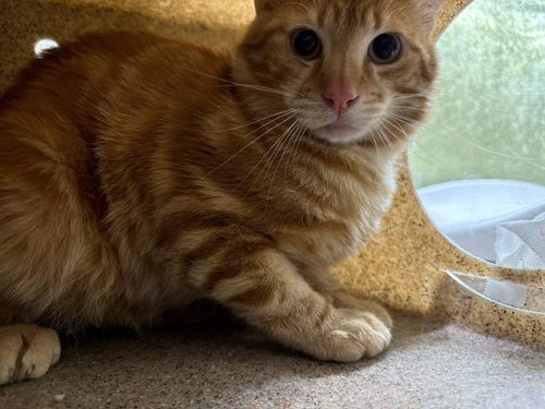 CECE CAT, Young Domestic Short Hair (medium coat), cat for adoption in Diamond Bar, California