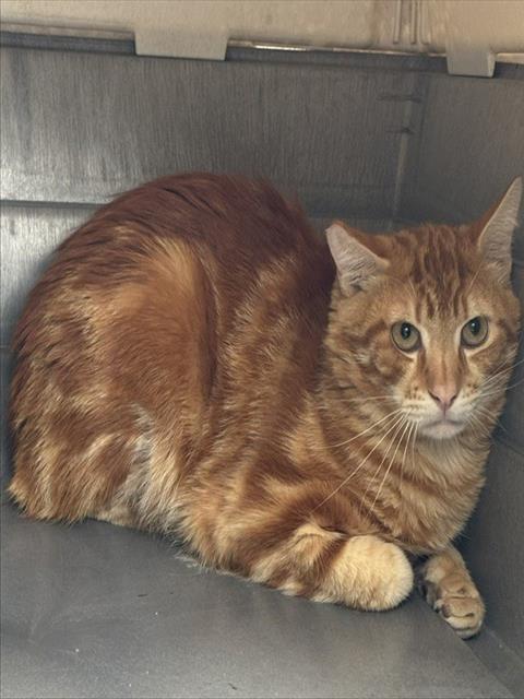 CECE CAT, Young Domestic Short Hair (medium coat), cat for adoption in Beaumont, California