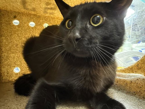 THE MAYOR, Young Domestic Short Hair (medium coat), cat for adoption in Diamond Bar, California