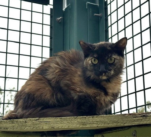 FLUFF, Adult Domestic Short Hair (medium coat), cat for adoption in Beaumont, California