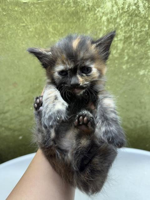 A1920394, Baby Domestic Short Hair (medium coat), cat for adoption in Highland, California