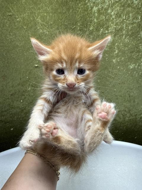 A1920395, Baby Domestic Short Hair (medium coat), cat for adoption in Highland, California