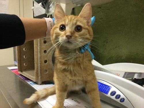 MATT, Young Domestic Short Hair (medium coat), cat for adoption in Highland, California