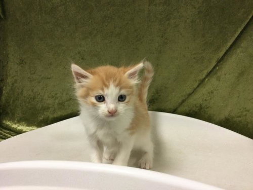 PAPRIKA, Baby Domestic Short Hair (medium coat), cat for adoption in Diamond Bar, California