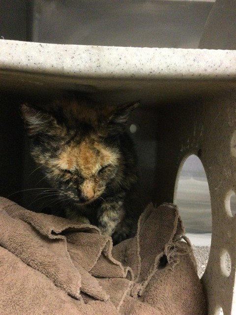 PEPSI, Adult Domestic Short Hair (medium coat), cat for adoption in Rialto, California