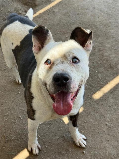 SPUD, an adoptable Pit Bull Terrier in Riverside, CA