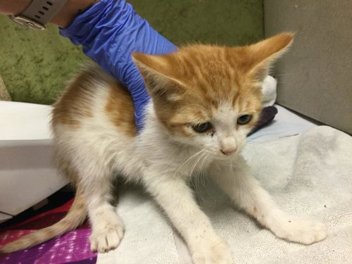 MCWRAP, Baby Domestic Short Hair (medium coat), cat for adoption in Diamond Bar, California