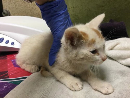 MCDOUBLE, Baby Domestic Short Hair (medium coat), cat for adoption in Diamond Bar, California