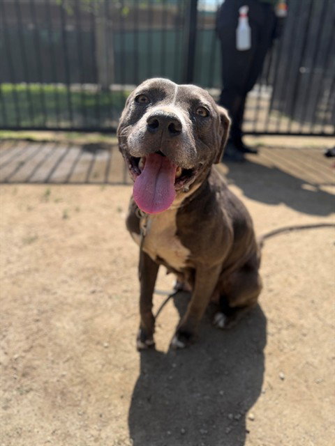 GRAYCIE