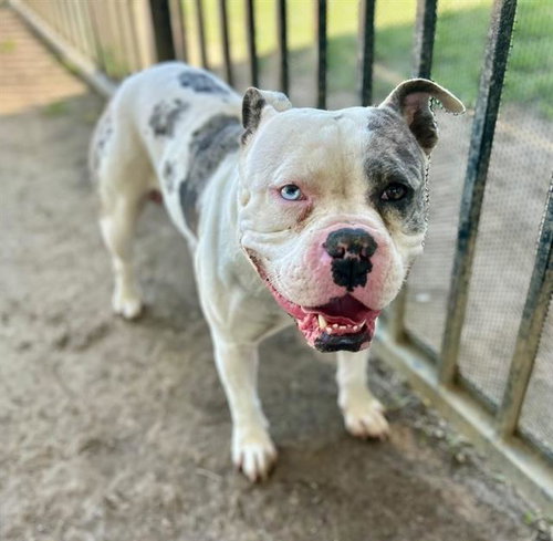 MAX, an adoptable English Bulldog in Riverside, CA