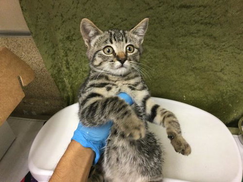 PEBBLE, Baby Domestic Short Hair (medium coat), cat for adoption in Diamond Bar, California