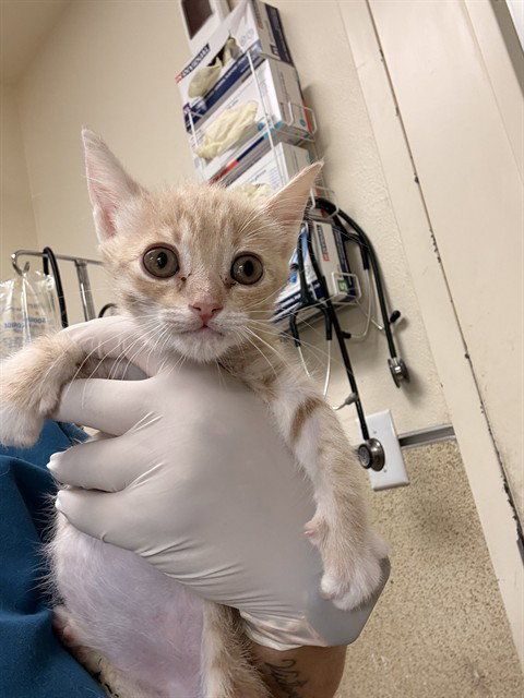 NAGINI, Baby Domestic Short Hair (medium coat), cat for adoption in Diamond Bar, California