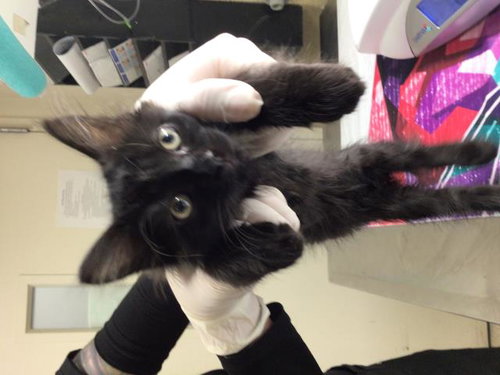 SUGAR DROP, Baby Domestic Short Hair (medium coat), cat for adoption in Diamond Bar, California