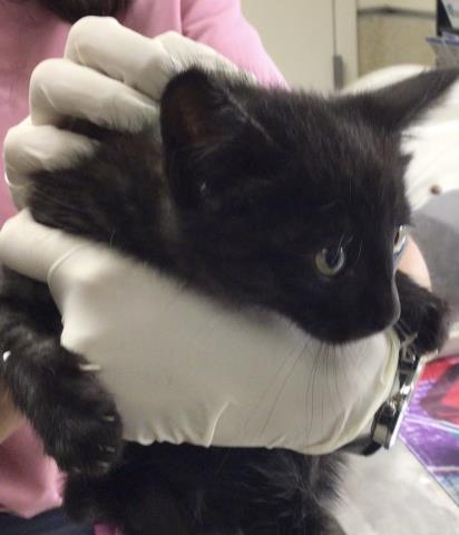 GRETA, Baby Domestic Short Hair (medium coat), cat for adoption in Diamond Bar, California