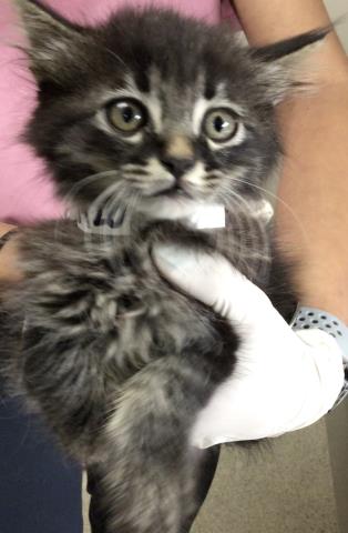 HANSEL, Baby Domestic Short Hair (medium coat), cat for adoption in Diamond Bar, California