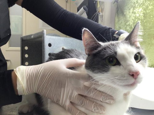WINSTON, Young Domestic Short Hair (medium coat), cat for adoption in Diamond Bar, California