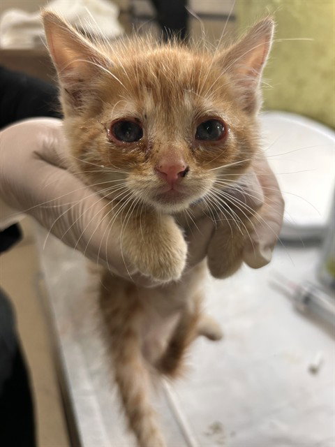 LEO