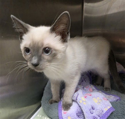 LONDON IVY, Baby Domestic Medium Hair (medium coat), cat for adoption in Diamond Bar, California