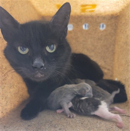 MAOMAO, Young Domestic Short Hair (medium coat), cat for adoption in Diamond Bar, California