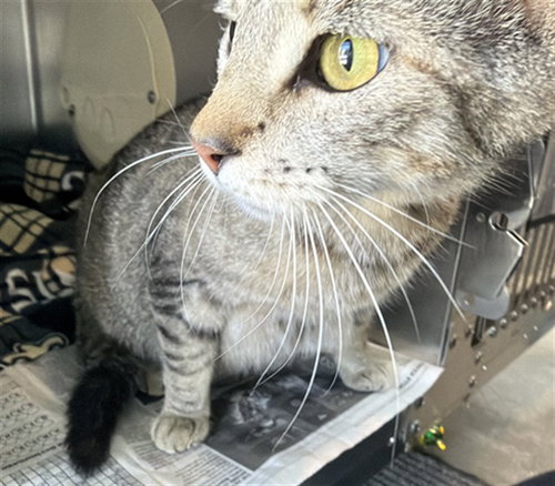 HONEYBELL, Adult Domestic Short Hair (medium coat), cat for adoption in Diamond Bar, California