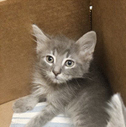 RUBY, Baby Domestic Short Hair (medium coat), cat for adoption in Diamond Bar, California