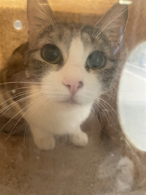 TABITHA, Young Domestic Short Hair (medium coat), cat for adoption in Diamond Bar, California
