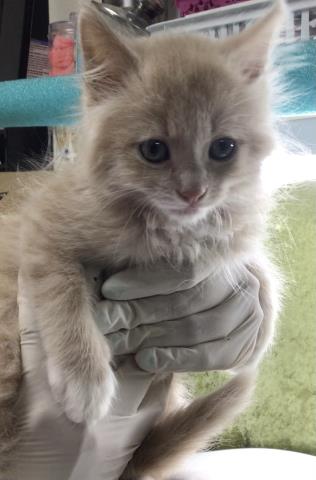 ASTER, Baby Domestic Short Hair (medium coat), cat for adoption in Diamond Bar, California