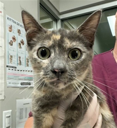 POLLY, Adult Domestic Short Hair (medium coat), cat for adoption in Diamond Bar, California