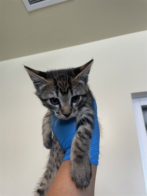 RUBY, Baby Domestic Short Hair (medium coat), cat for adoption in Diamond Bar, California