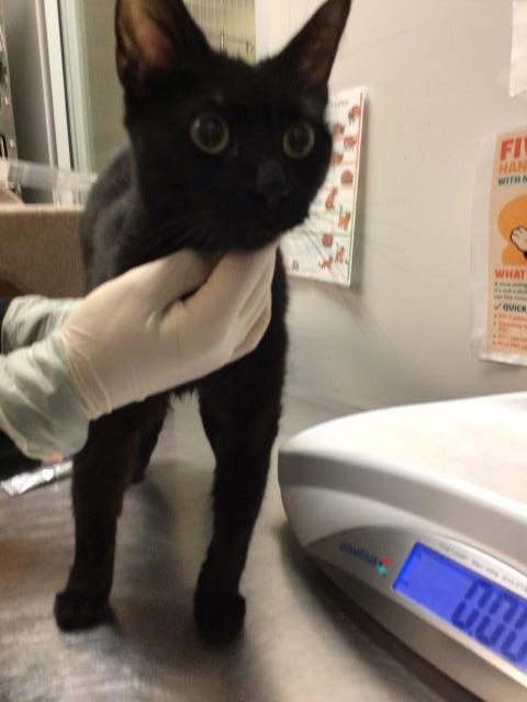 LADY, Young Domestic Short Hair (medium coat), cat for adoption in Diamond Bar, California