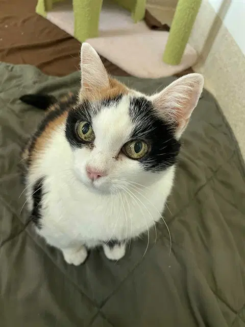 Serena - Domestic Short Hair