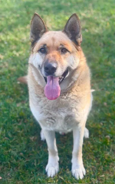 Max - German Shepherd Dog