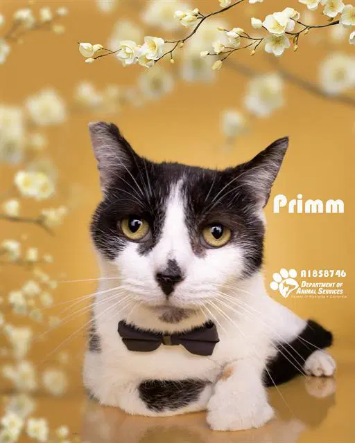 Primm - Domestic Short Hair