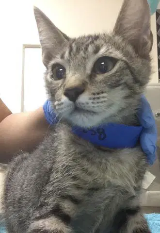Theo - Domestic Short Hair